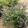 Vitex X Agnus-castus Chicagoland Blues - Gattilier