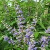 Vitex Agnus-castus Magical Summertime Blues - Gattilier