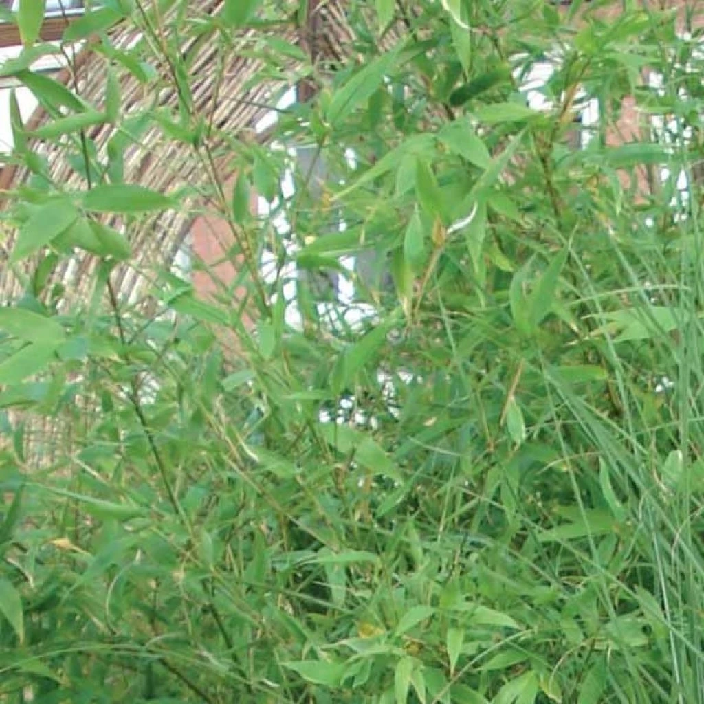 Bambou Non Traçant - Fargesia Murielae Jumbo 1 Bambou Non Traçant - Fargesia Murielae Jumbo