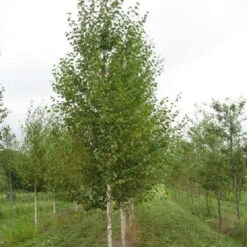 Bouleau Noir - Betula Nigra Heritage
