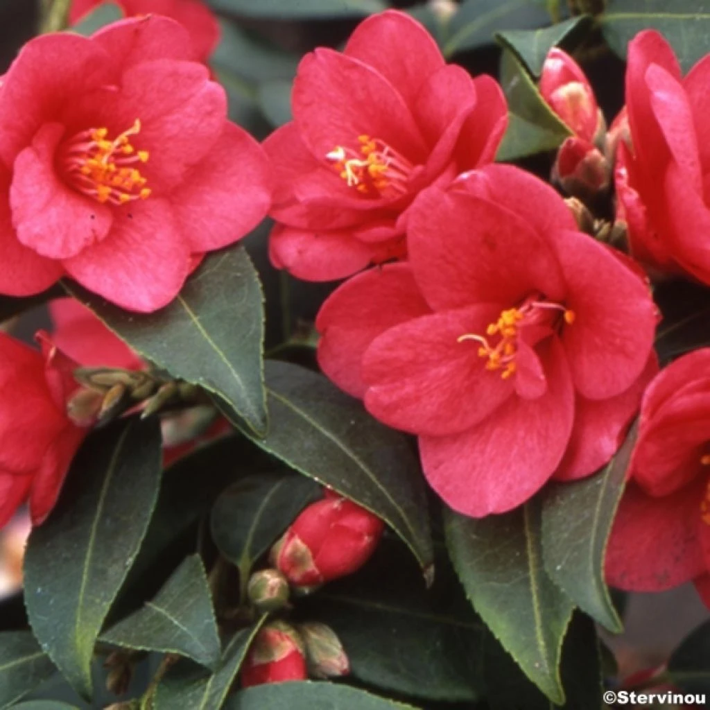 Camélia Champêtre - Camellia Fairy Wand 1 Camélia Champêtre - Camellia Fairy Wand