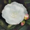 Camélia D'automne - Camellia Sasanqua Early Pearly