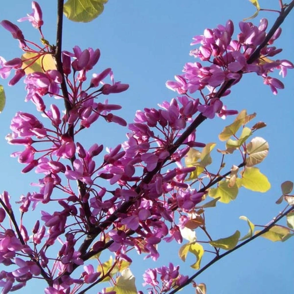 Cercis Siliquastrum - Arbre De Judée 1 Cercis Siliquastrum - Arbre De Judée