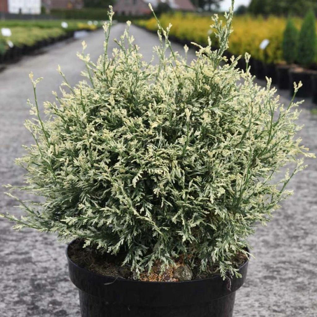 Chamaecyparis Lawsoniana Pearly Swirls - Cyprès De Lawson 1 Chamaecyparis Lawsoniana Pearly Swirls - Cyprès De Lawson