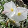 Convolvulus Cneorum - Liseron Argenté