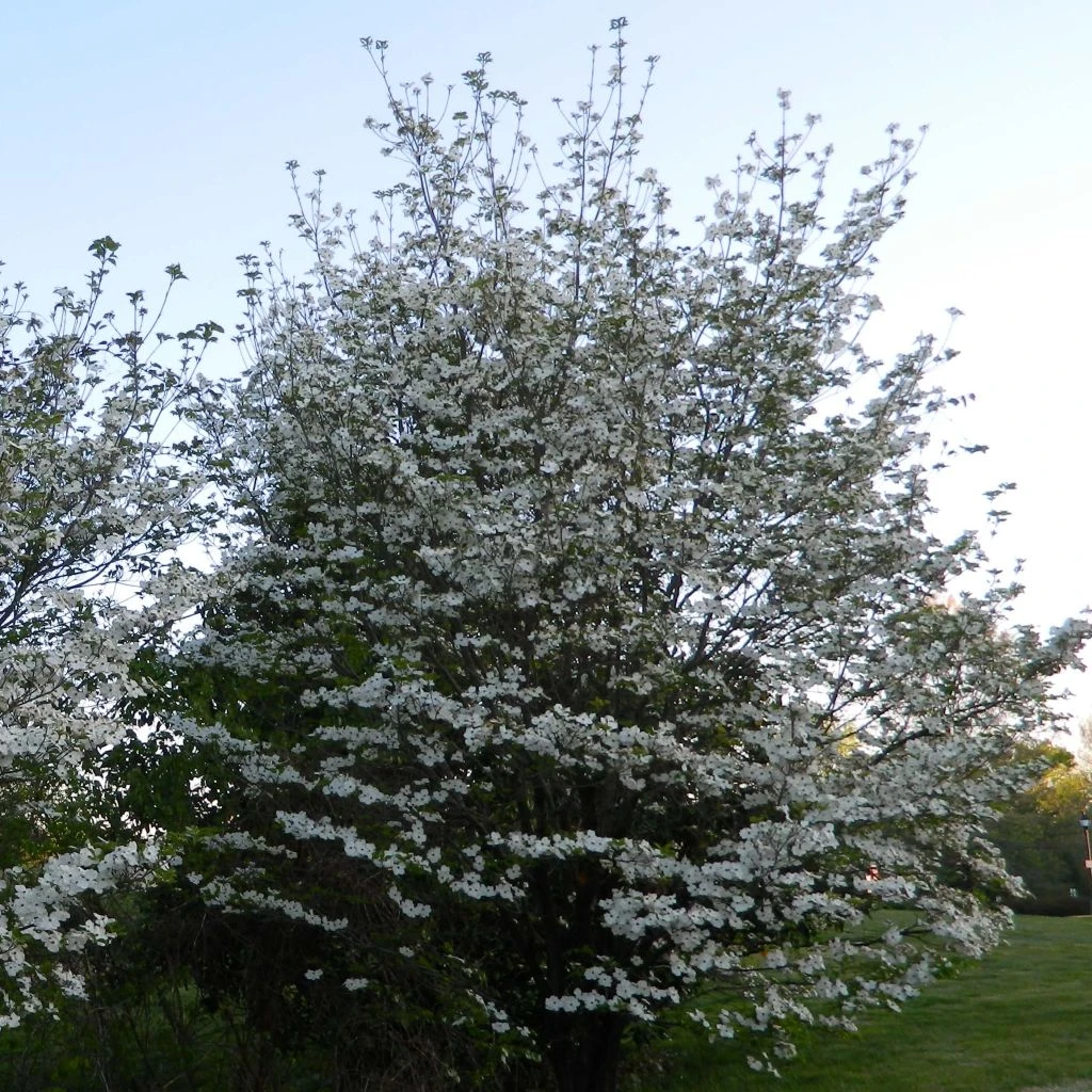 Cornus Florida Cloud Nine - Cornouiller à Fleurs D'Amérique. 1 Cornus Florida Cloud Nine - Cornouiller à Fleurs D'Amérique.