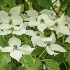 Cornus Kousa Robert's Select - Cornouiller Du Japon