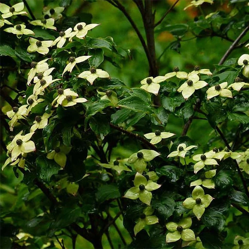 Cornus Kousa Wieting's Select - Cornouiller Du Japon 1 Cornus Kousa Wieting's Select - Cornouiller Du Japon