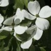 Cornus Kousa Venus - Cornouiller Du Japon Blanc