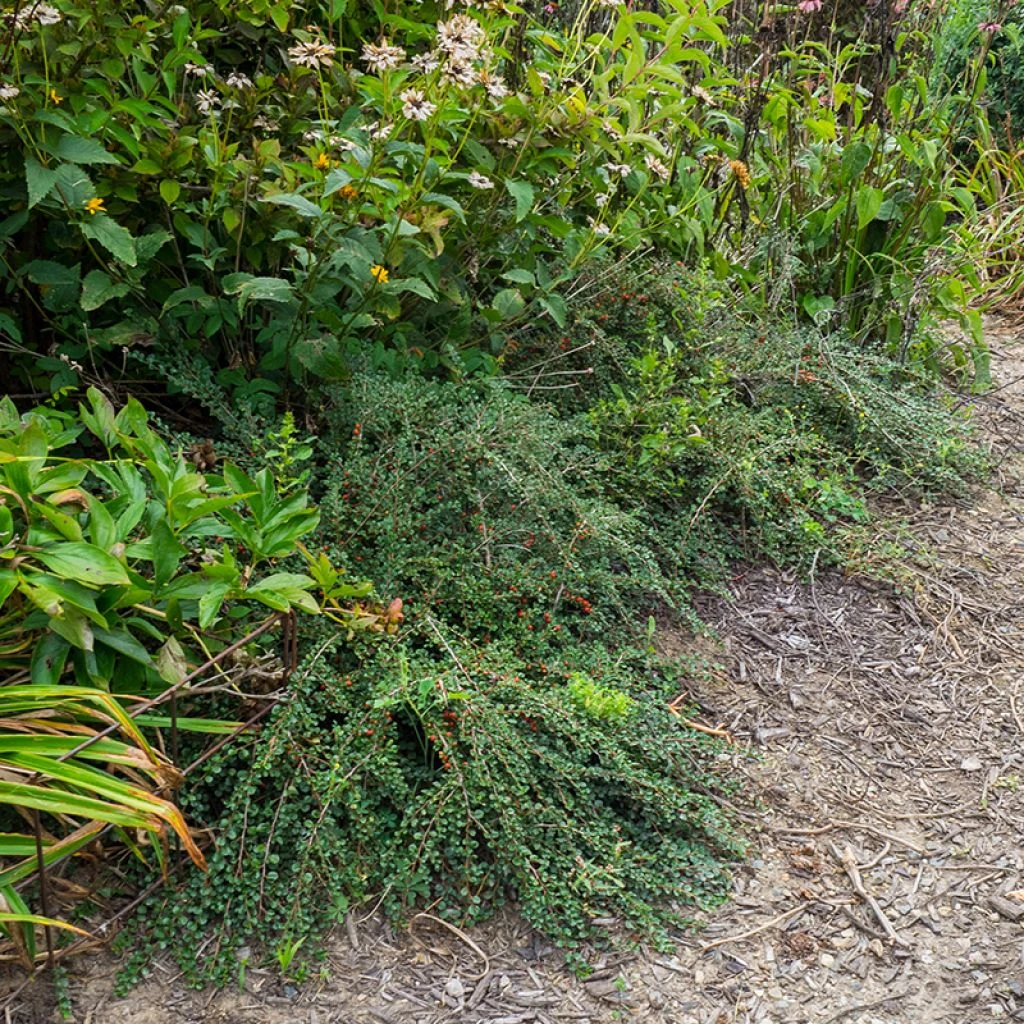 Cotoneaster Praecox Boer 1 Cotoneaster Praecox Boer