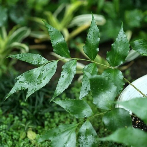 Cyrtomium Devexiscapulae - Fougère -usine boutique cyrtomium devexiscapulae 15706 1