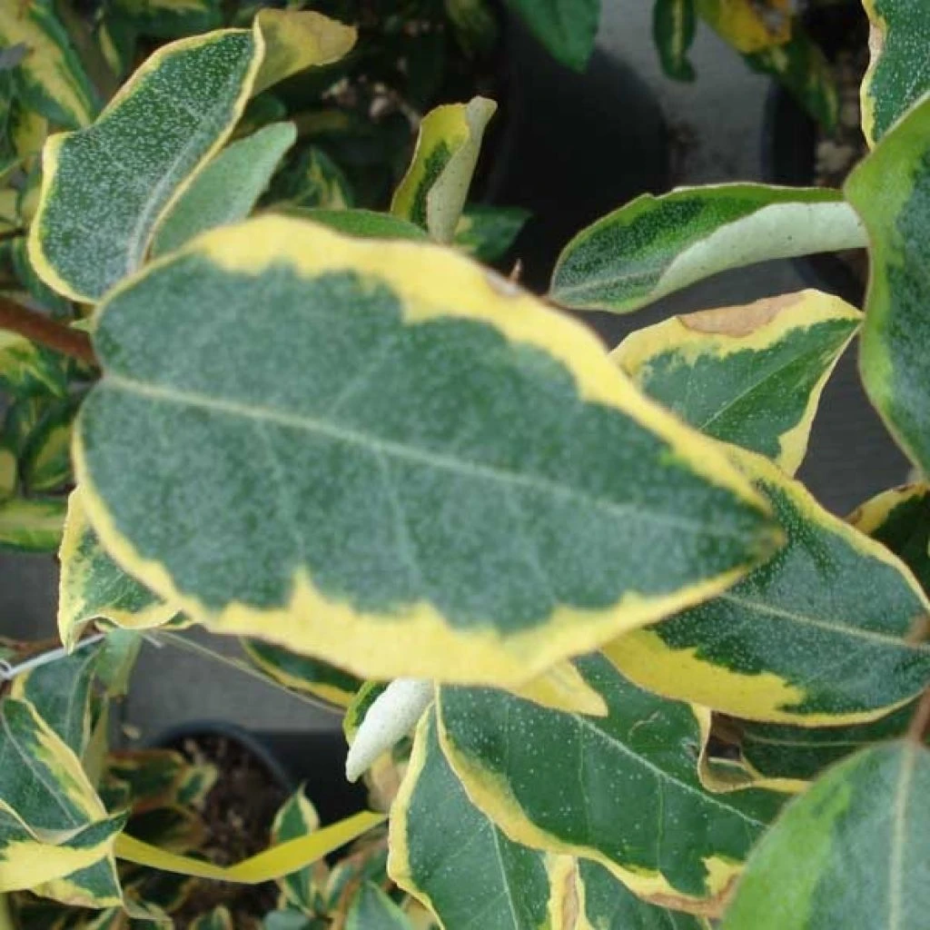 Elaeagnus Ebbingei Gilt Edge - Chalef 1 Elaeagnus Ebbingei Gilt Edge - Chalef