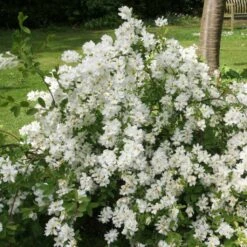 Exochorda X Macrantha The Bride
