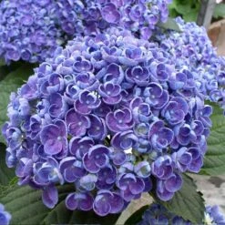 Hortensia - Hydrangea Macrophylla Hovaria Hopcorn
