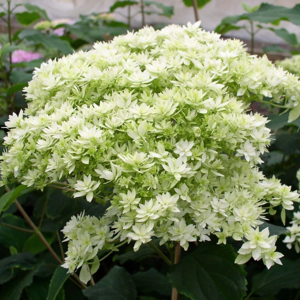Hortensia Arborescens Hayes Starbust 1 Hortensia Arborescens Hayes Starbust