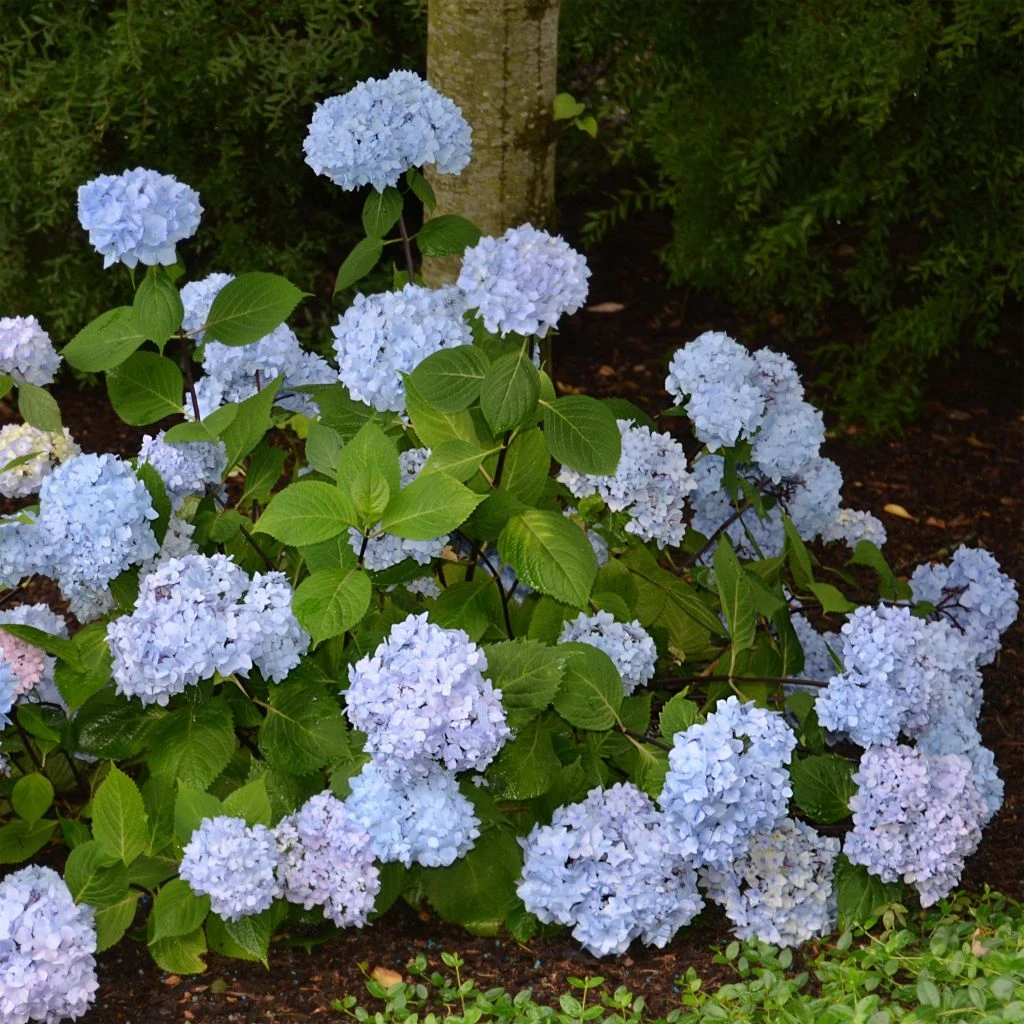 Hortensia - Hydrangea Macrophylla So Long® Ebony 1 Hortensia - Hydrangea Macrophylla So Long® Ebony