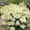 Hydrangea Paniculata Bobo - Hortensia Paniculé Nain