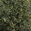 Houx Panaché - Ilex Aquifolium Argenteomarginata