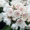 Kalmia Latifolia Zébulon - Laurier Des Montagnes Blanc Nuancé De Rose