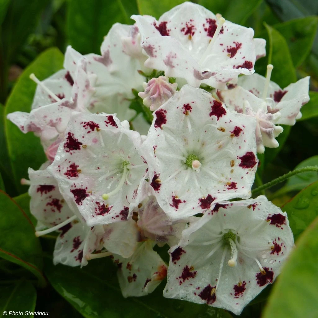 Kalmia Latifolia Freckles - Laurier Des Montagnes Noir Et Blanc 1 Kalmia Latifolia Freckles - Laurier Des Montagnes Noir Et Blanc