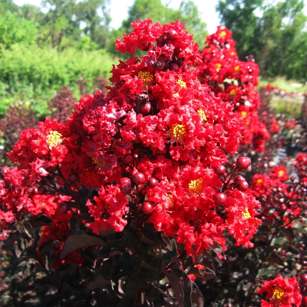 Lagerstroemia Indica Black Solitaire (Black Diamond) Red Hot - Lilas Des Indes 1 Lagerstroemia Indica Black Solitaire (Black Diamond) Red Hot - Lilas Des Indes