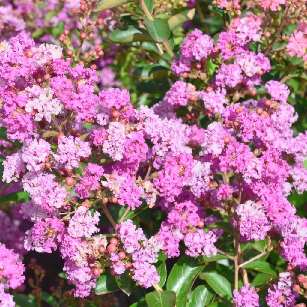 Lagerstroemia Indica Summer Beauty Ozark Spring - Lilas Des Indes 1 Lagerstroemia Indica Summer Beauty Ozark Spring - Lilas Des Indes