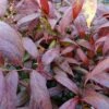 Leucothoe Walteri Royal Ruby