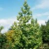 Liquidambar Styraciflua Thea - Copalme D'Amérique