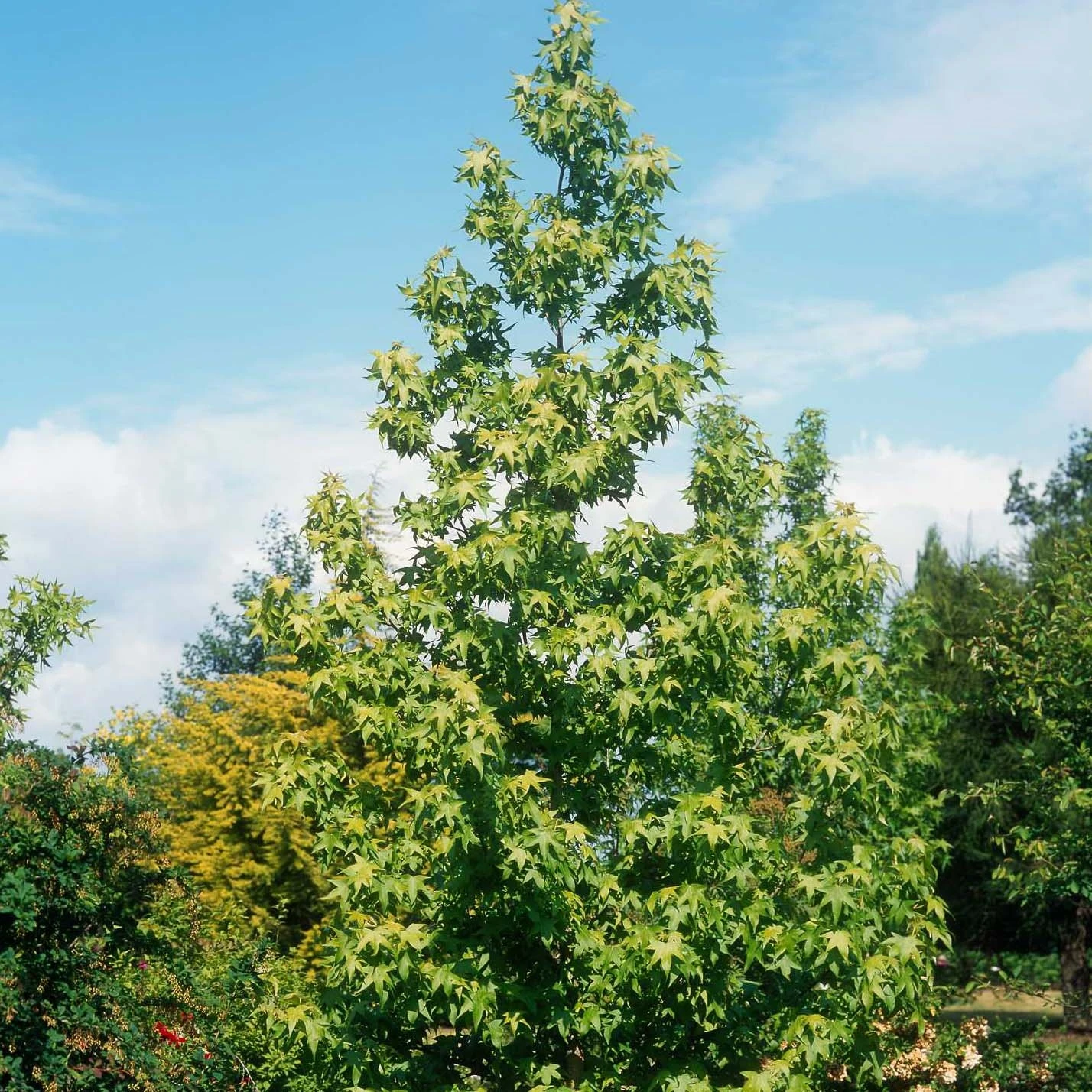 Liquidambar Styraciflua Thea - Copalme D'Amérique 1 Liquidambar Styraciflua Thea - Copalme D'Amérique