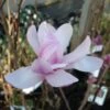 Magnolia Loebneri Leonard Messel