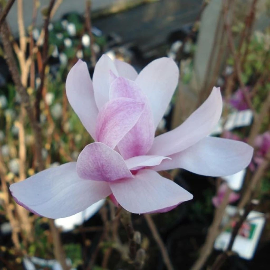 Magnolia Loebneri Leonard Messel 1 Magnolia Loebneri Leonard Messel