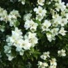 Seringat Des Jardins - Philadelphus Belle Etoile