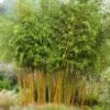 Bambou Jaune - Phyllostachys Aureosulcata Aureocaulis