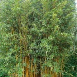 Phyllostachys Vivax Aureocaulis - Bambou Géant