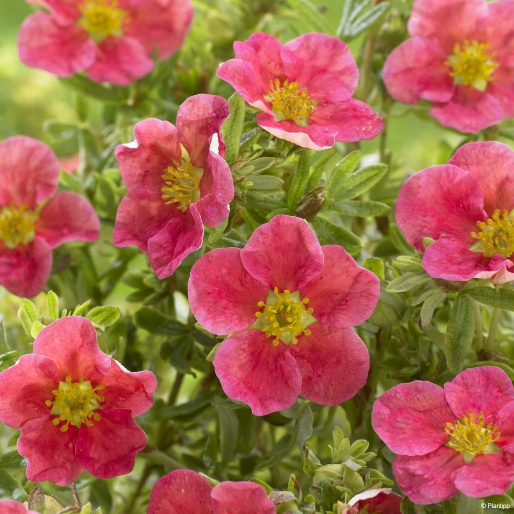 Potentilla Fruticosa Danny Boy - Potentille Arbustive à Fleurs Simples Rose Framboise 1 Potentilla Fruticosa Danny Boy - Potentille Arbustive à Fleurs Simples Rose Framboise