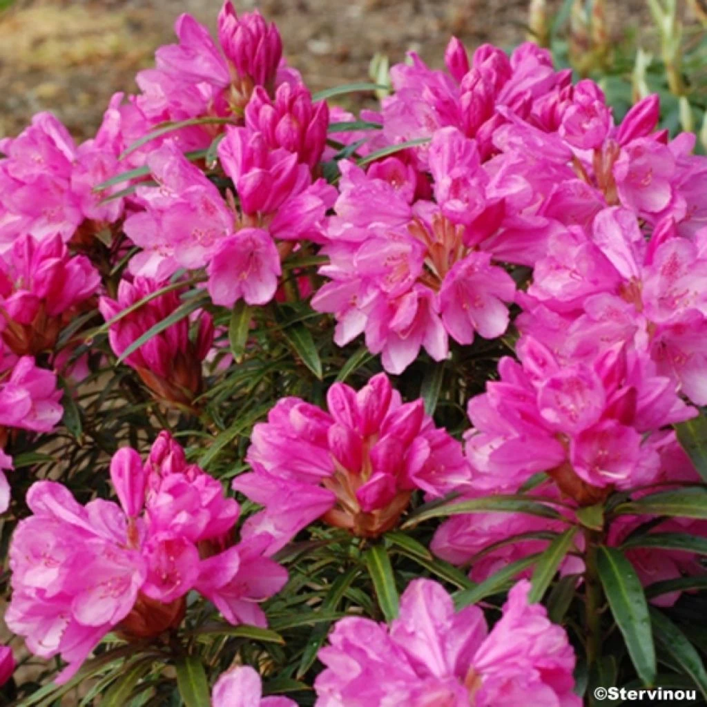 Rhododendron Graziella - Grand Rhododendron 1 Rhododendron Graziella - Grand Rhododendron