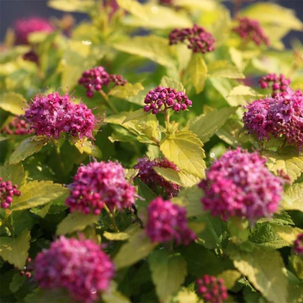 Spirée Japonaise Double Play Gold - Spiraea Japonica 1 Spirée Japonaise Double Play Gold - Spiraea Japonica