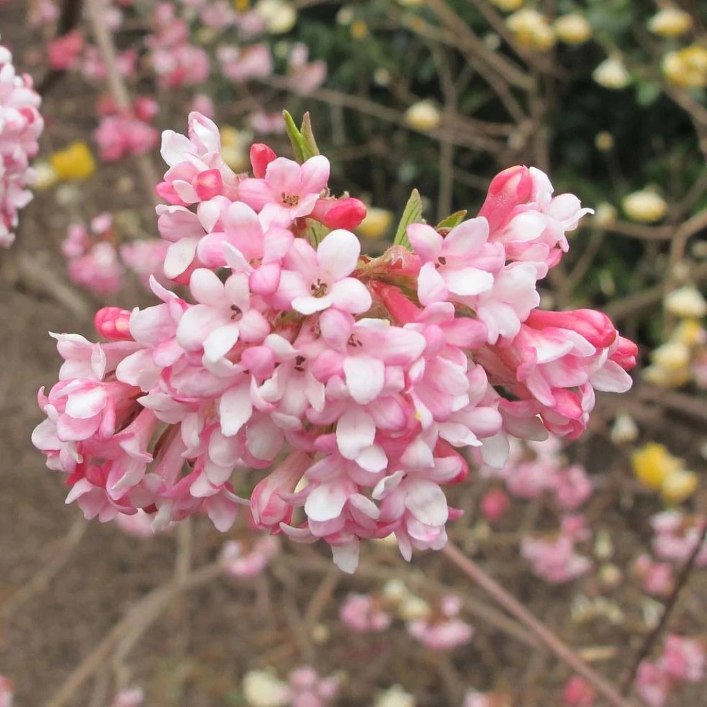 Viorne D'hiver - Viburnum Bodnantense Dawn 1 Viorne D'hiver - Viburnum Bodnantense Dawn