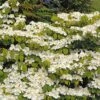 Viorne De Chine - Viburnum Plicatum Mariesii Great Star
