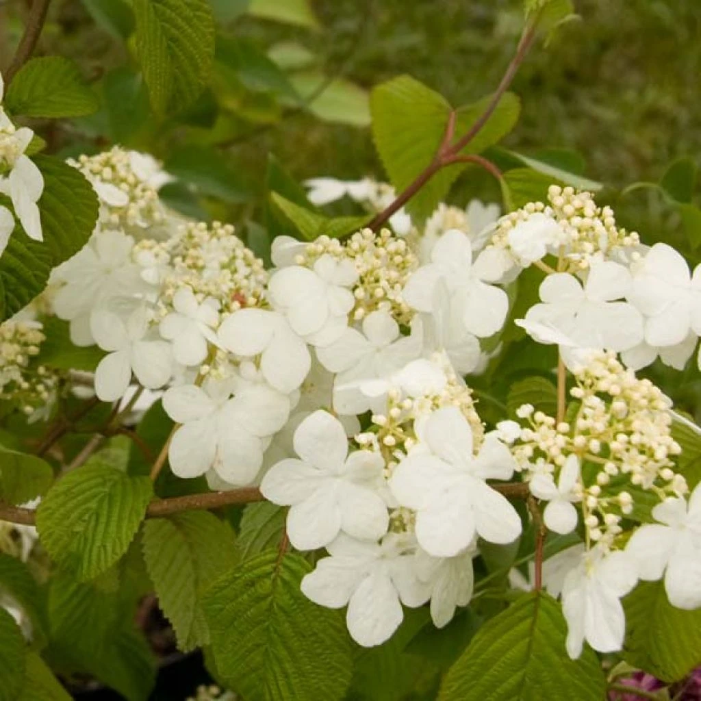 Viorne - Viburnum Plicatum Summer Snow Flake 1 Viorne - Viburnum Plicatum Summer Snow Flake