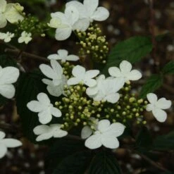 Viorne - Viburnum Plicatum Watanabe